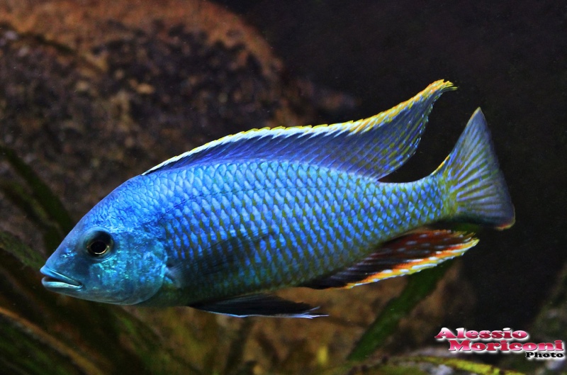 Hemitilapia oxyrhynchus 'Chiofu'